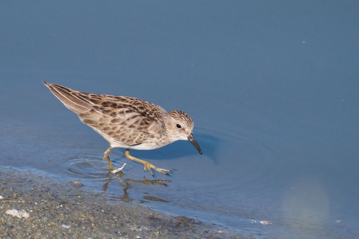 Least Sandpiper - ML641474004