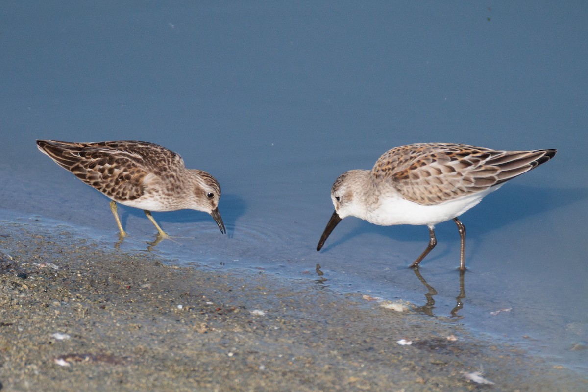 Least Sandpiper - ML641474005