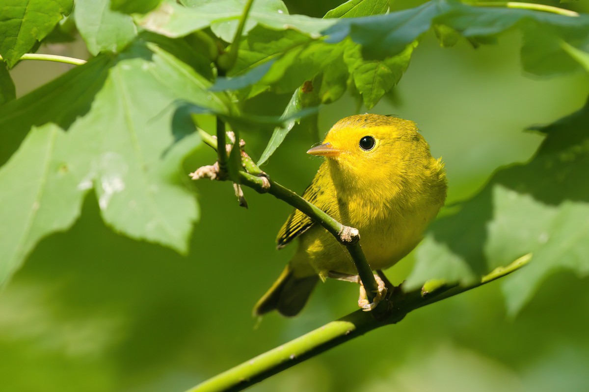 Wilson's Warbler - ML641474010
