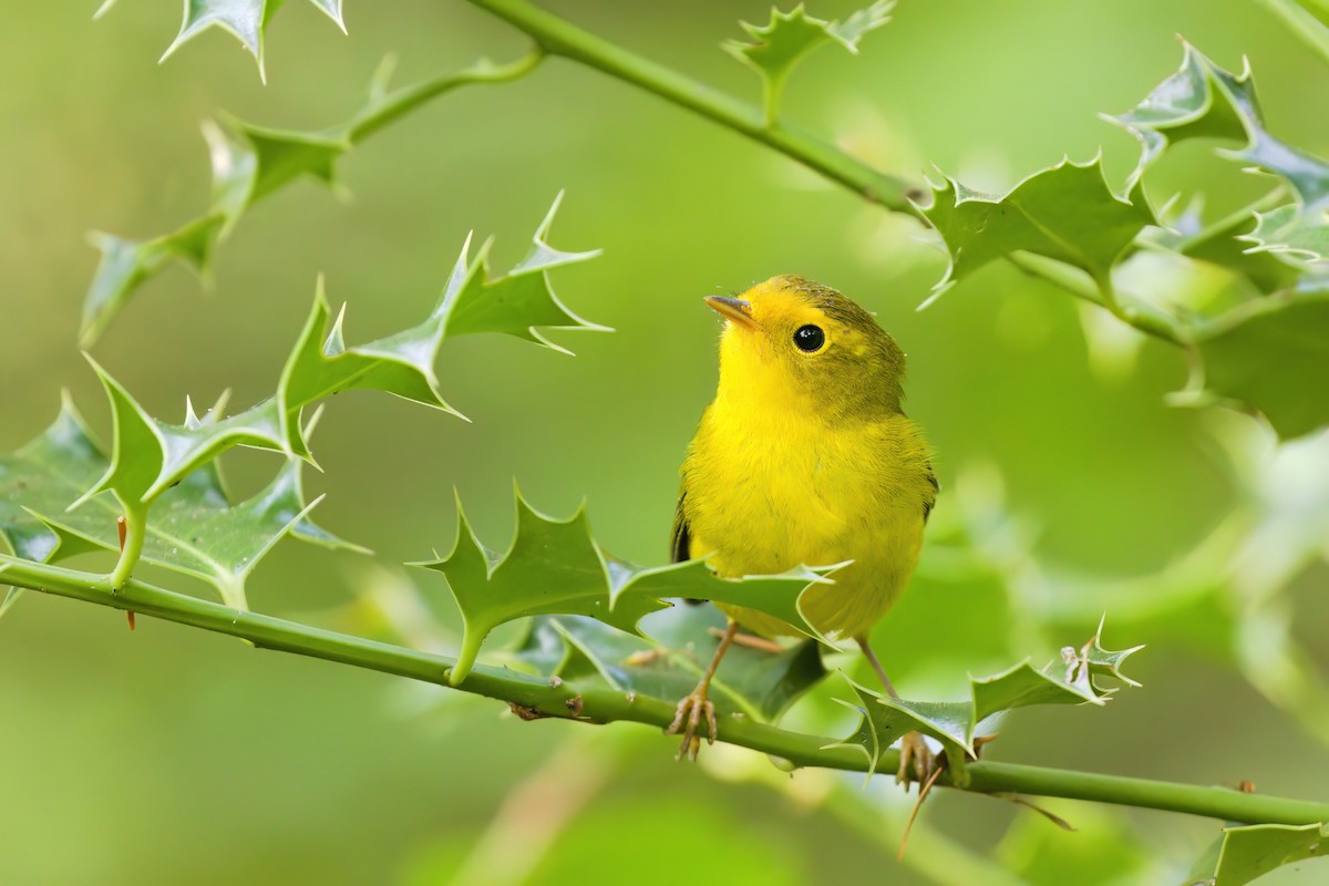 Wilson's Warbler - ML641474011