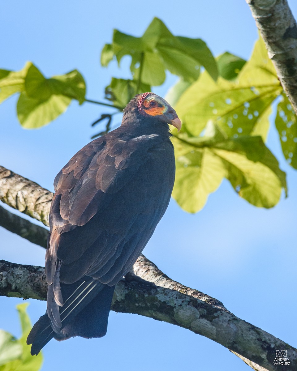 Lesser Yellow-headed Vulture - ML641474014