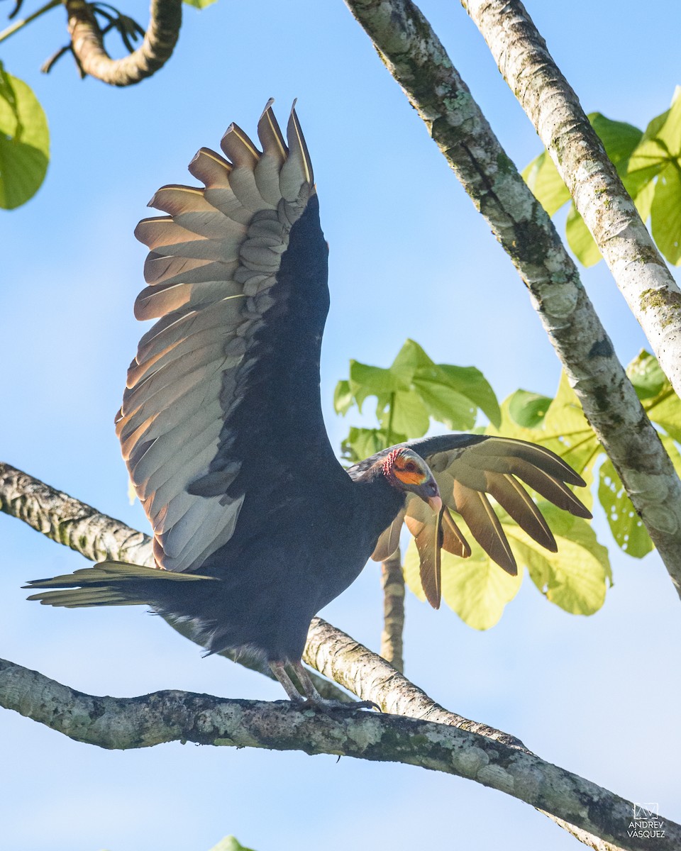 Lesser Yellow-headed Vulture - ML641474015