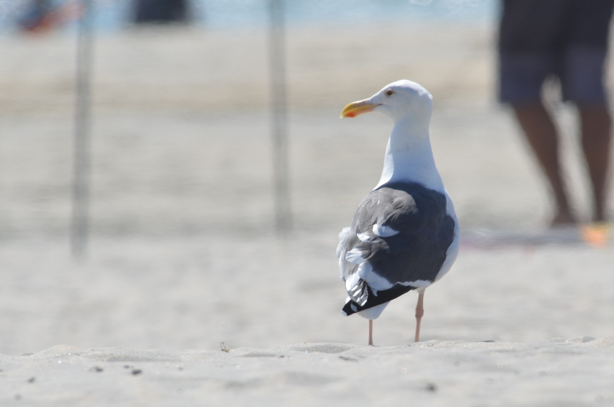 Western Gull - ML641474016