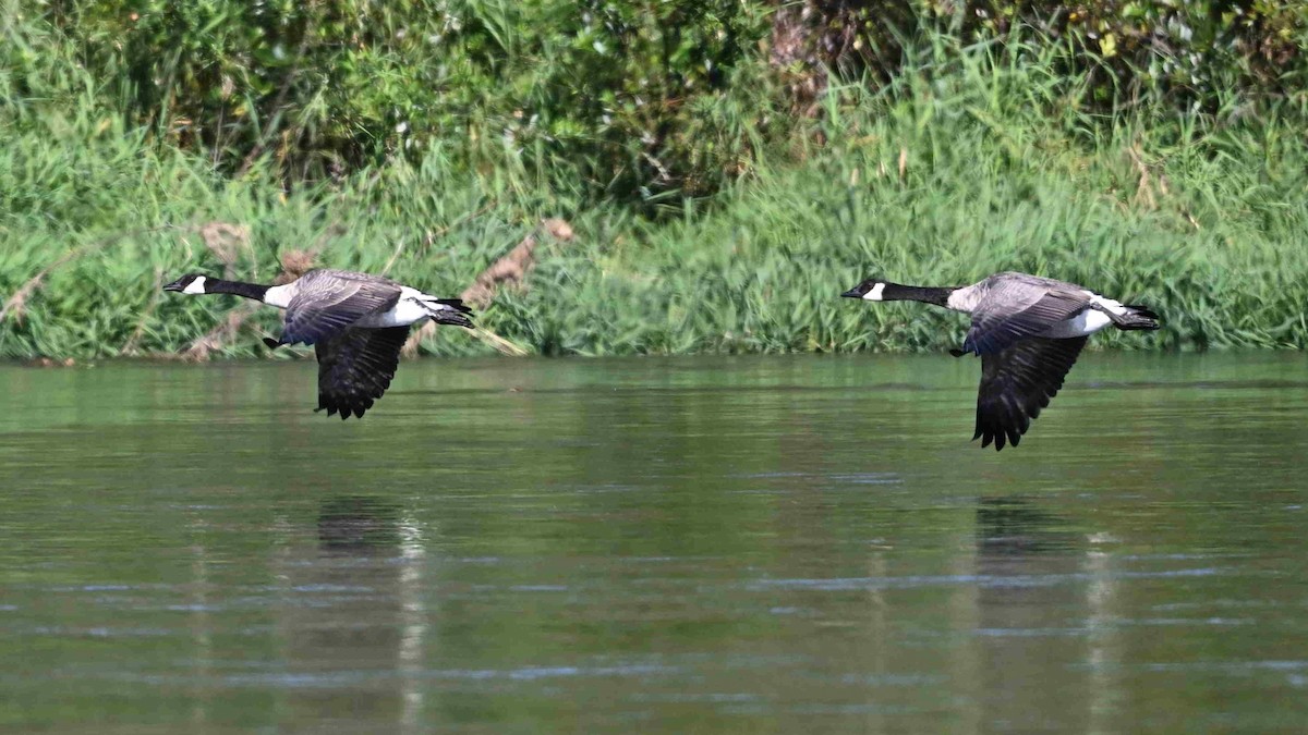 Canada Goose - ML641474017
