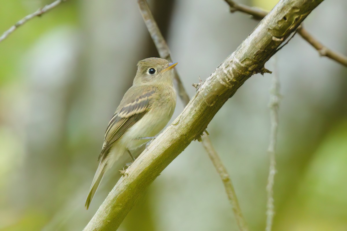 Western Flycatcher - ML641474018