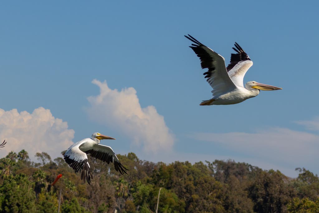 American White Pelican - ML641474019