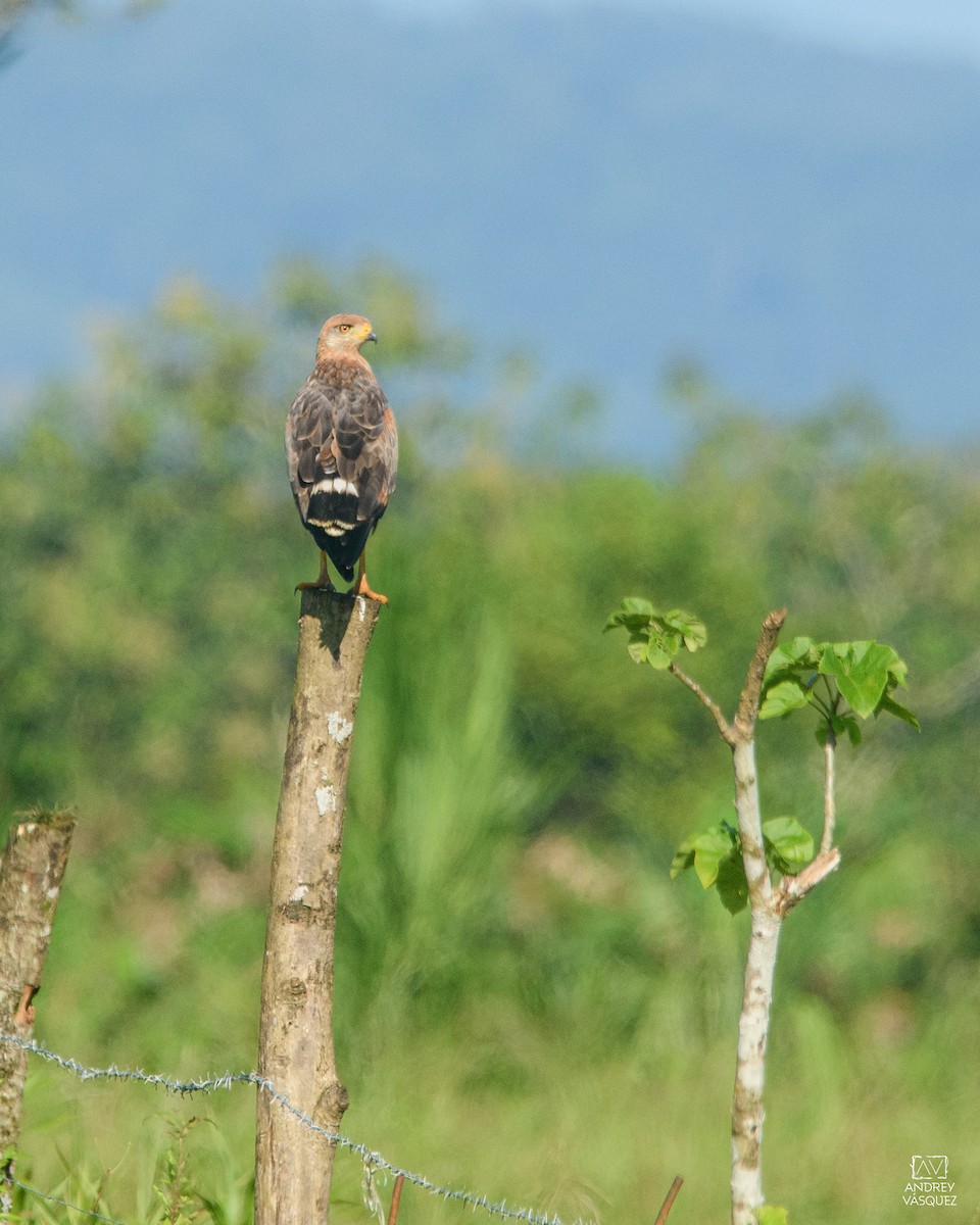 Savanna Hawk - ML641474020