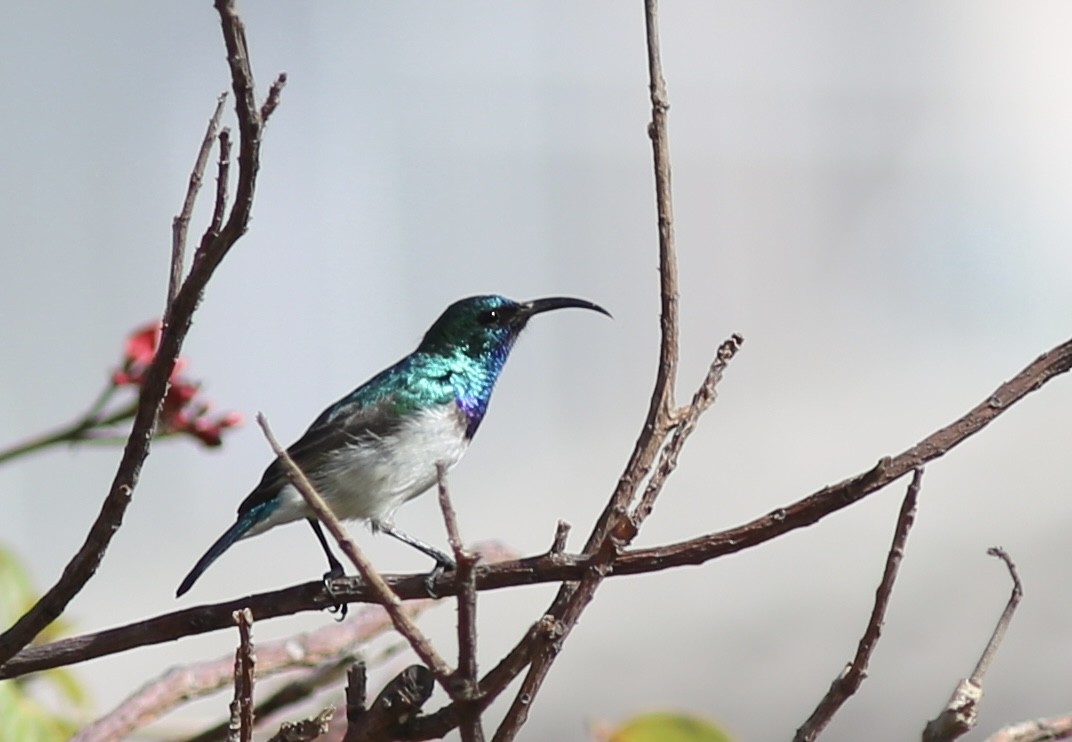 White-bellied Sunbird - ML641474024