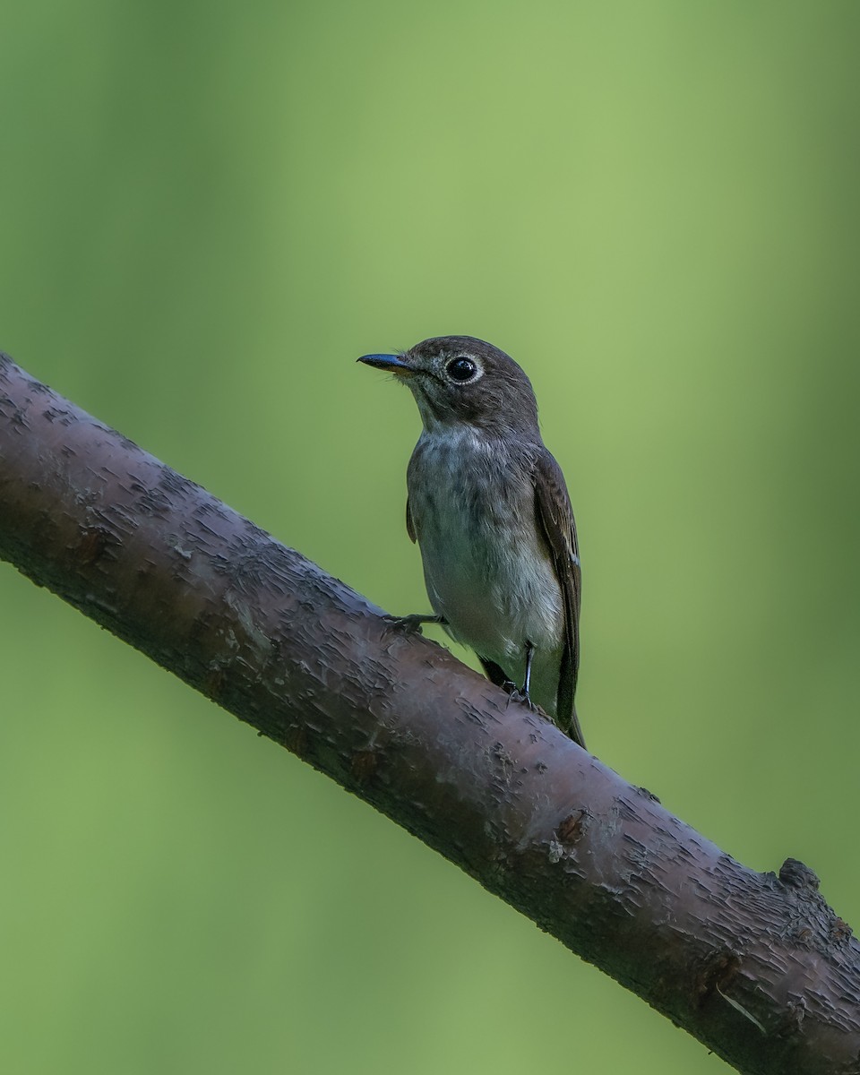 Dark-sided Flycatcher - ML641474025