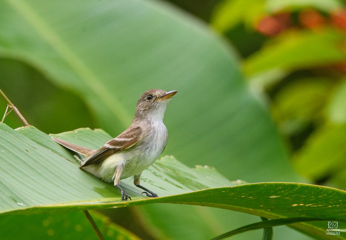 Empidonax sp. - ML641474027