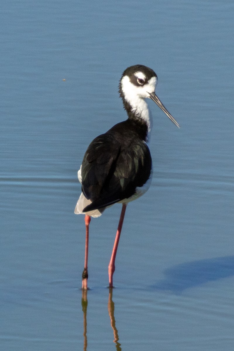 Black-necked Stilt - ML641474028