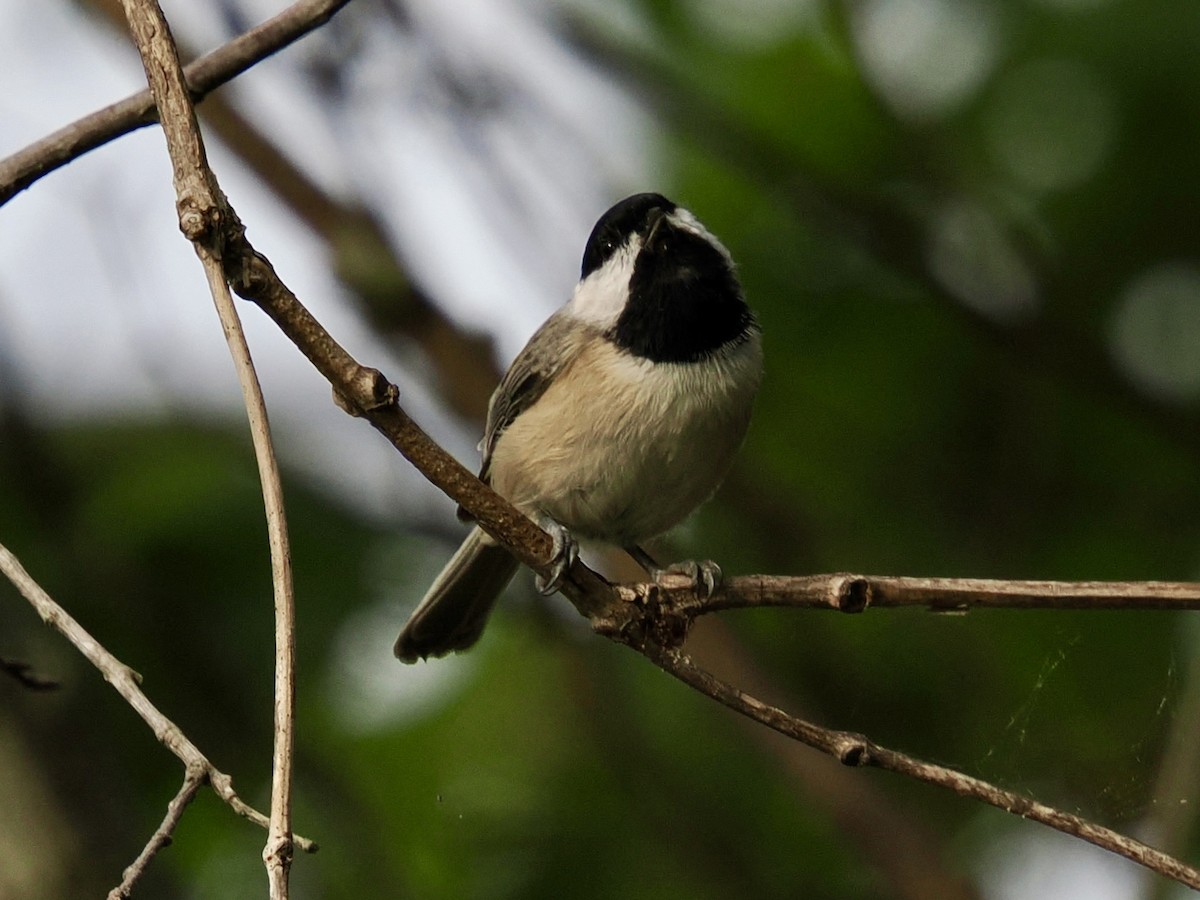 Carolina Chickadee - ML641474032