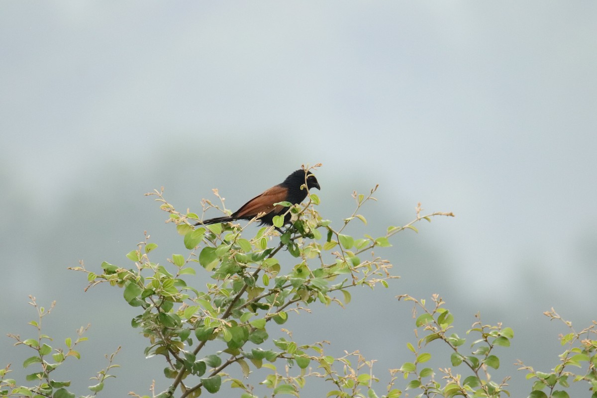 Greater/Lesser Coucal - ML641474041