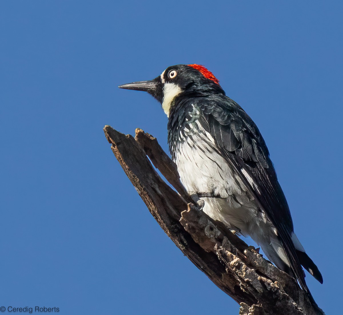 Acorn Woodpecker - ML641474061