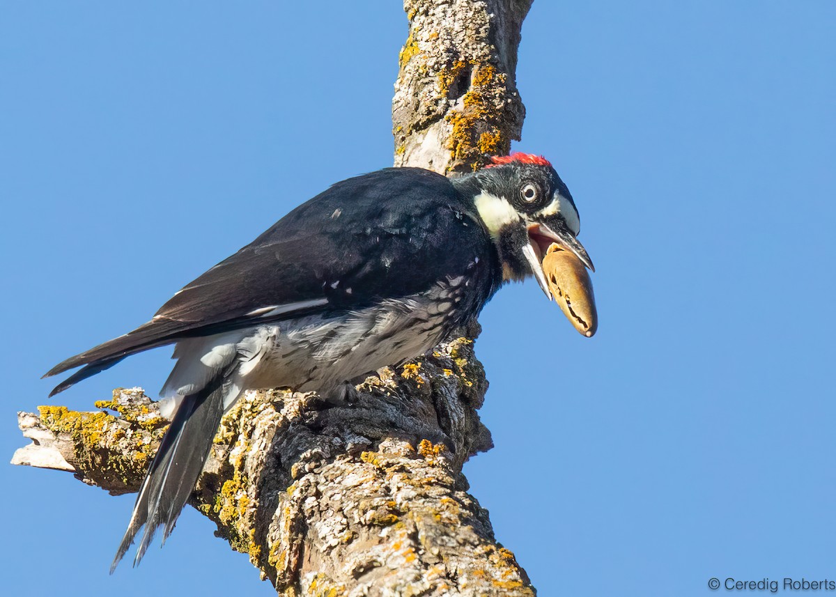 Acorn Woodpecker - ML641474062