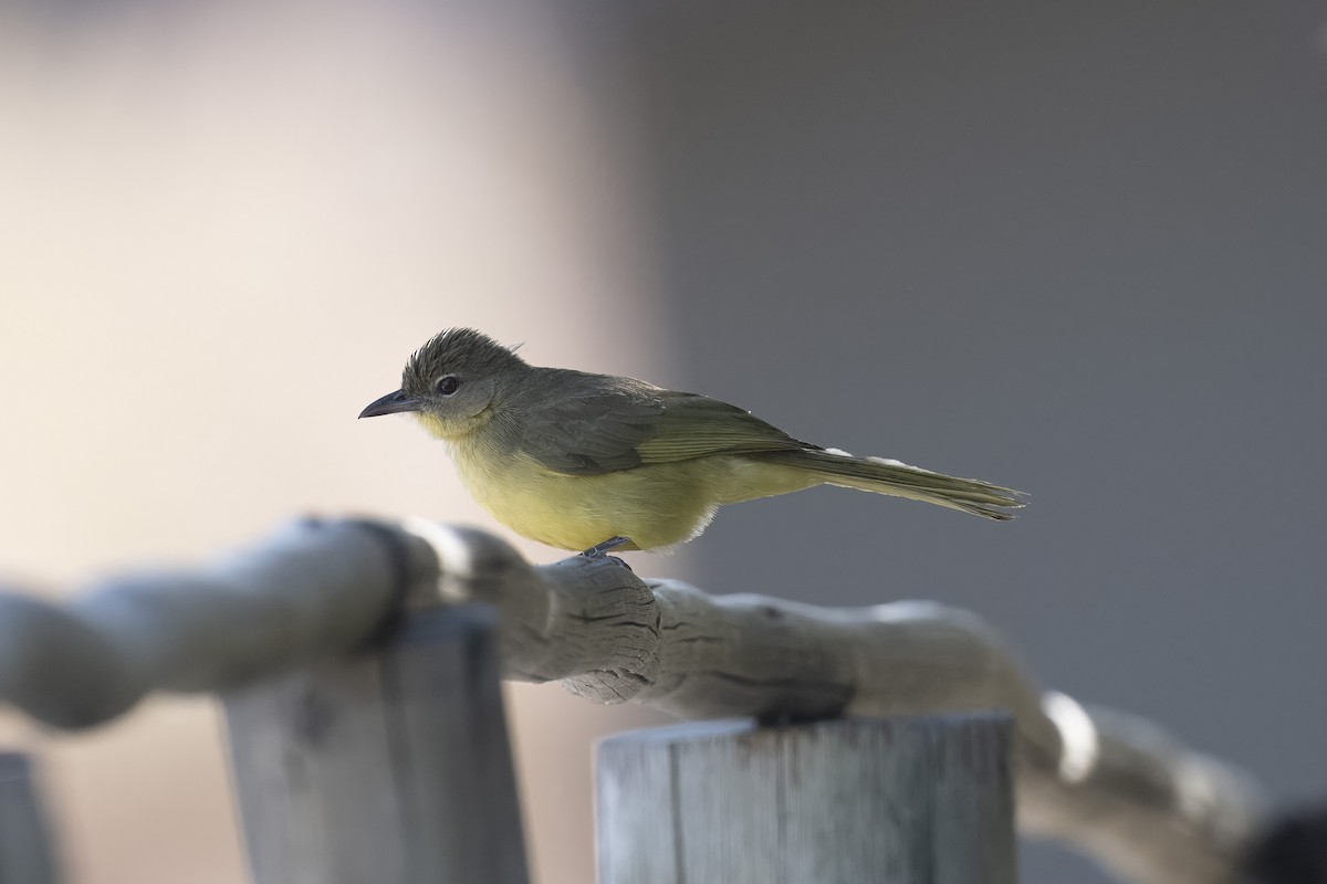 Yellow-bellied Greenbul - ML641474076