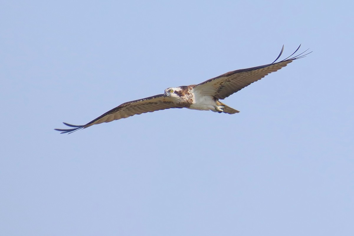 Pallas's Fish-Eagle - ML641474097