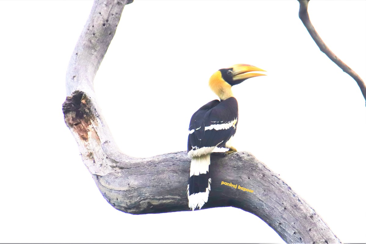 Great Hornbill - ML641474101