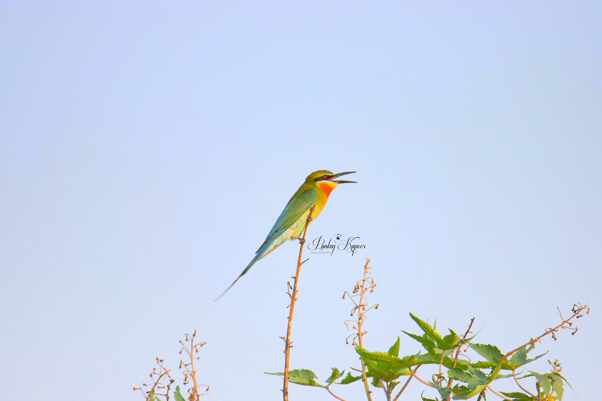 Blue-tailed Bee-eater - ML641474113