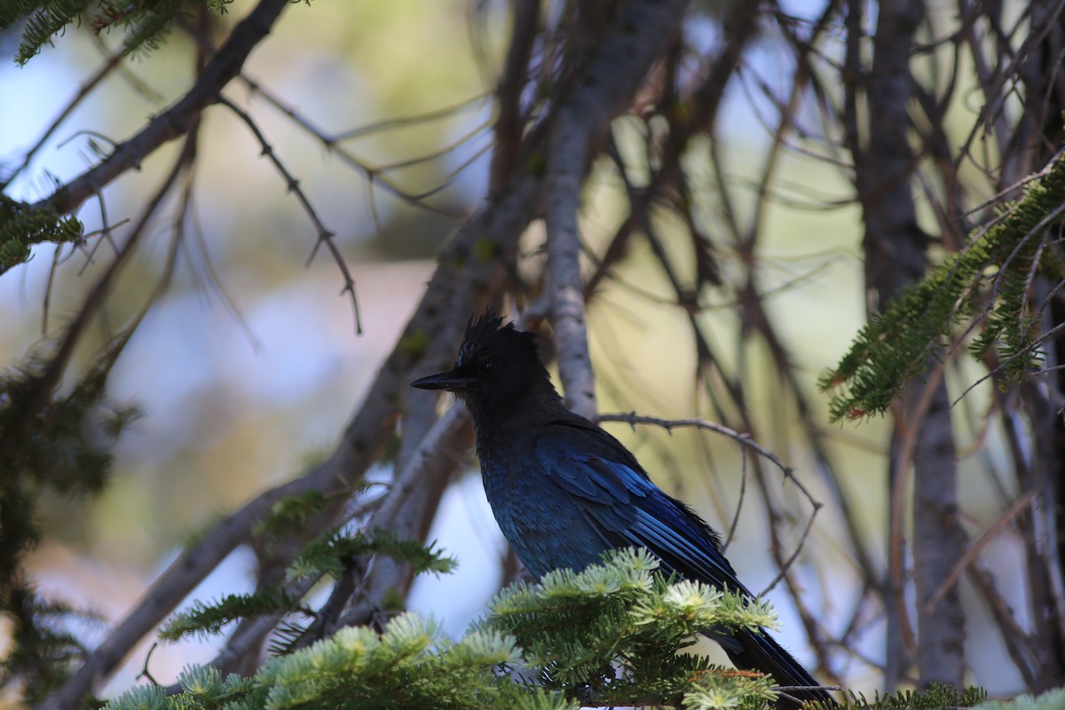 Steller's Jay - ML641474114