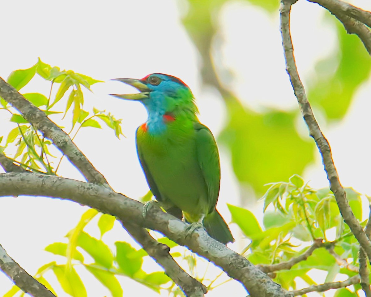 Blue-throated Barbet - ML641474115