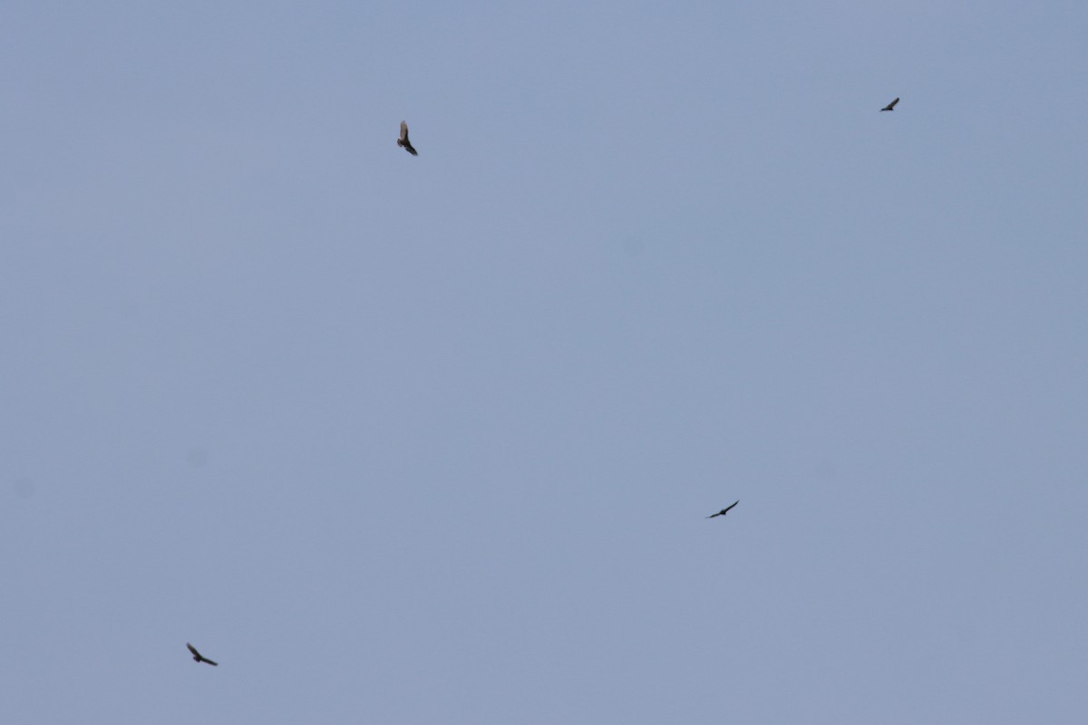Turkey Vulture - ML641474116