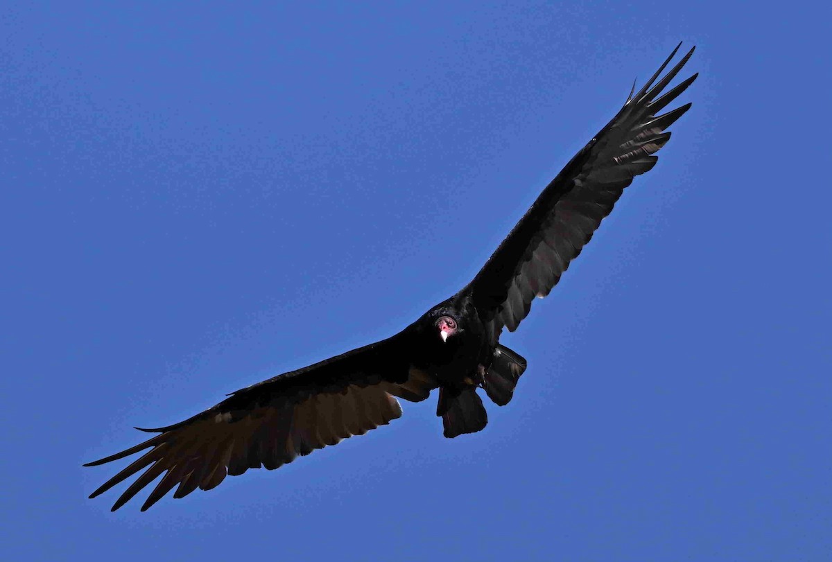 Turkey Vulture - ML641474125