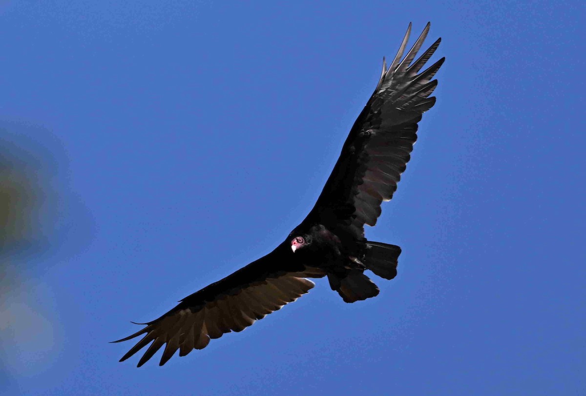 Turkey Vulture - ML641474126