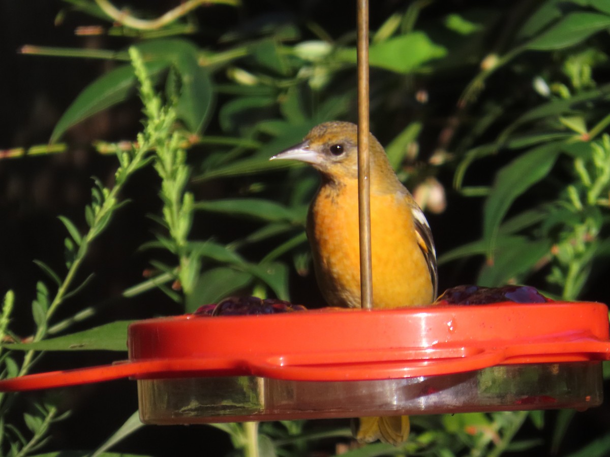 Baltimore Oriole - ML641474127