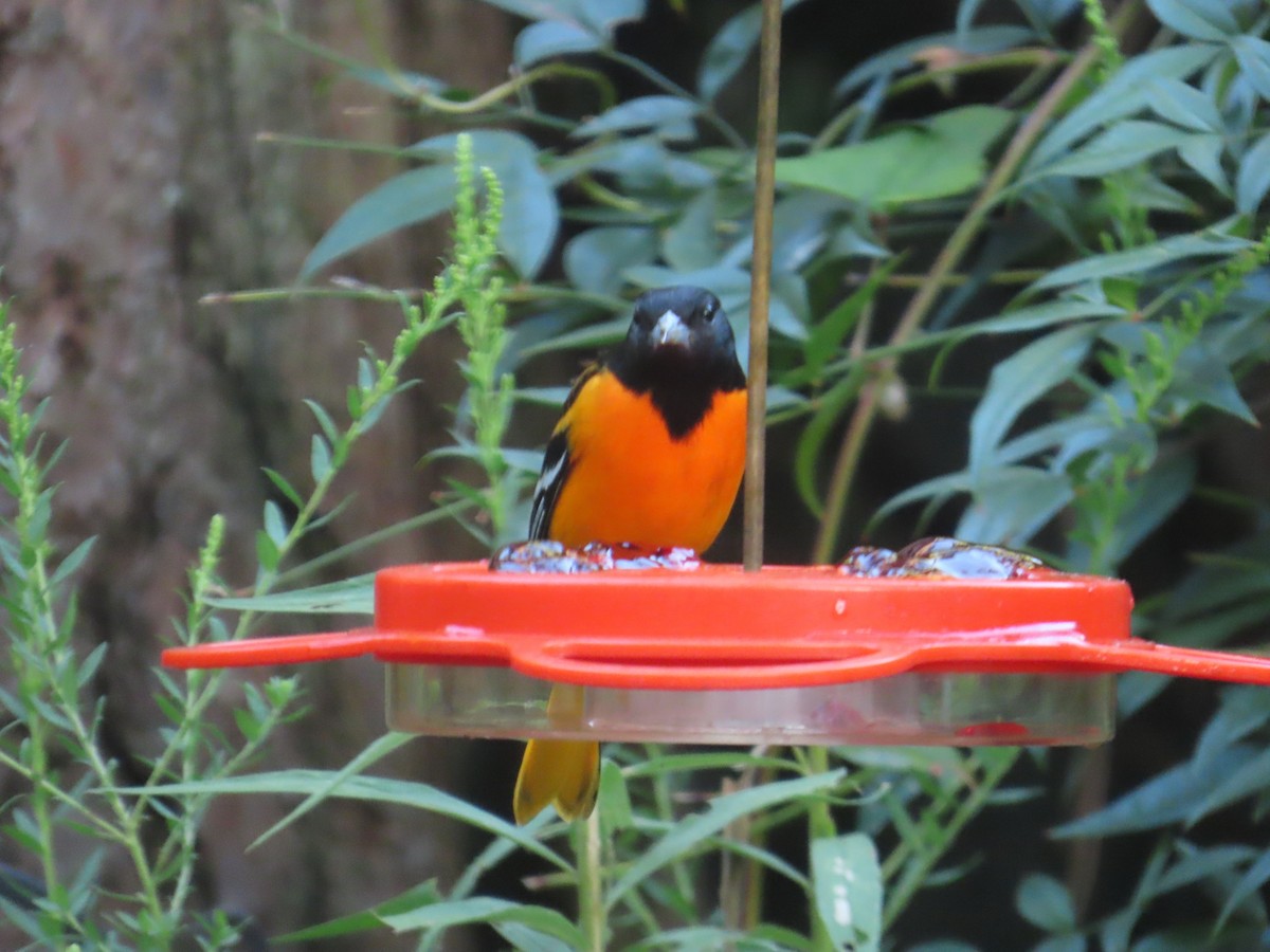 Baltimore Oriole - ML641474128