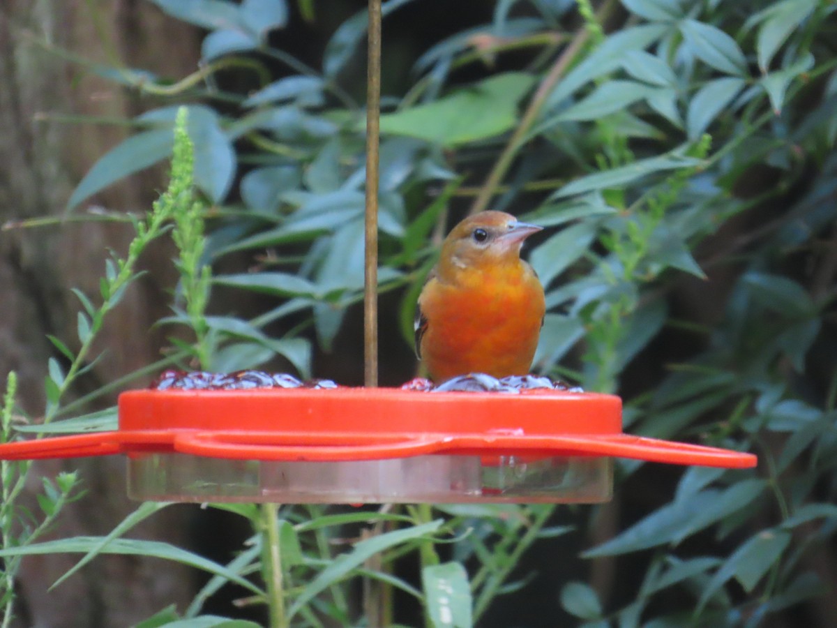 Baltimore Oriole - ML641474129