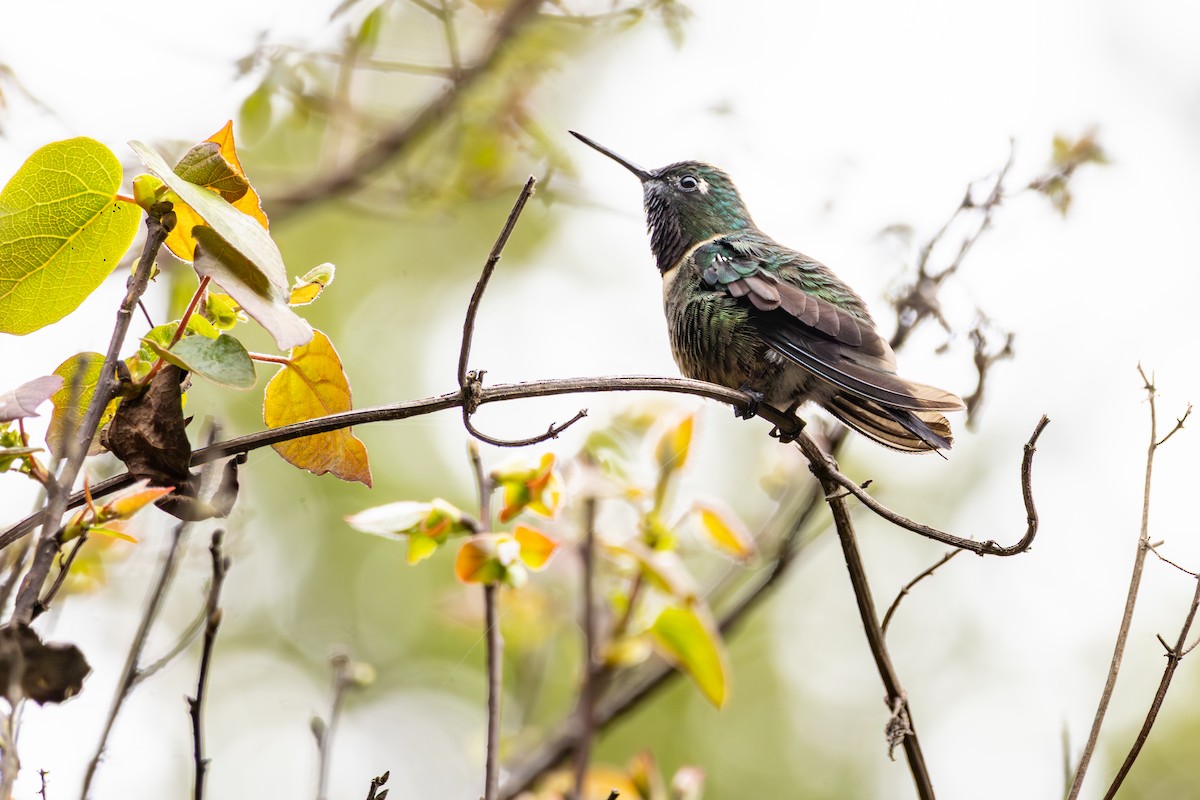 Amethyst-throated Sunangel - ML641474132