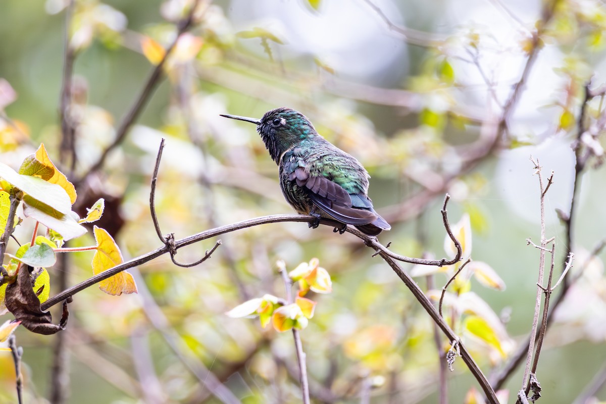 Amethyst-throated Sunangel - ML641474133