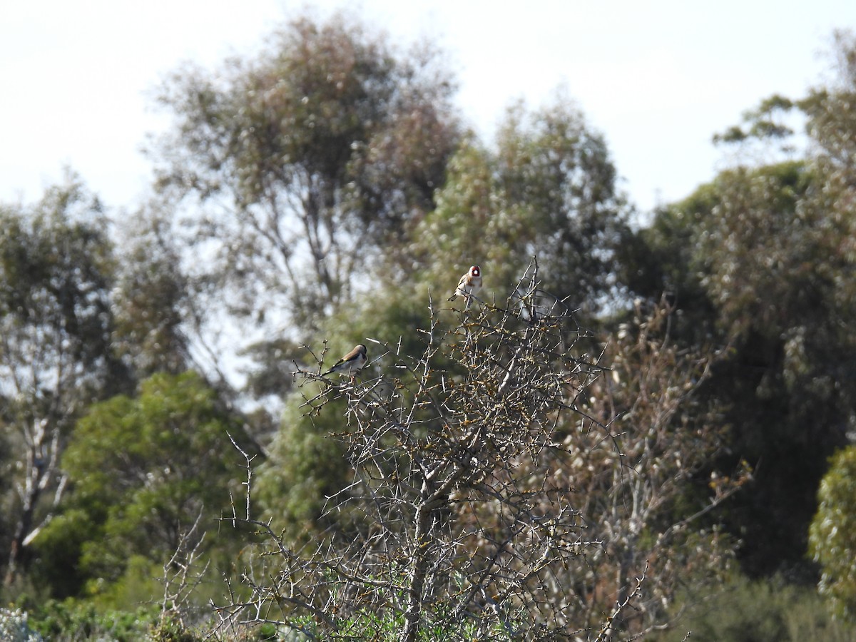 Cardellino - ML641474134