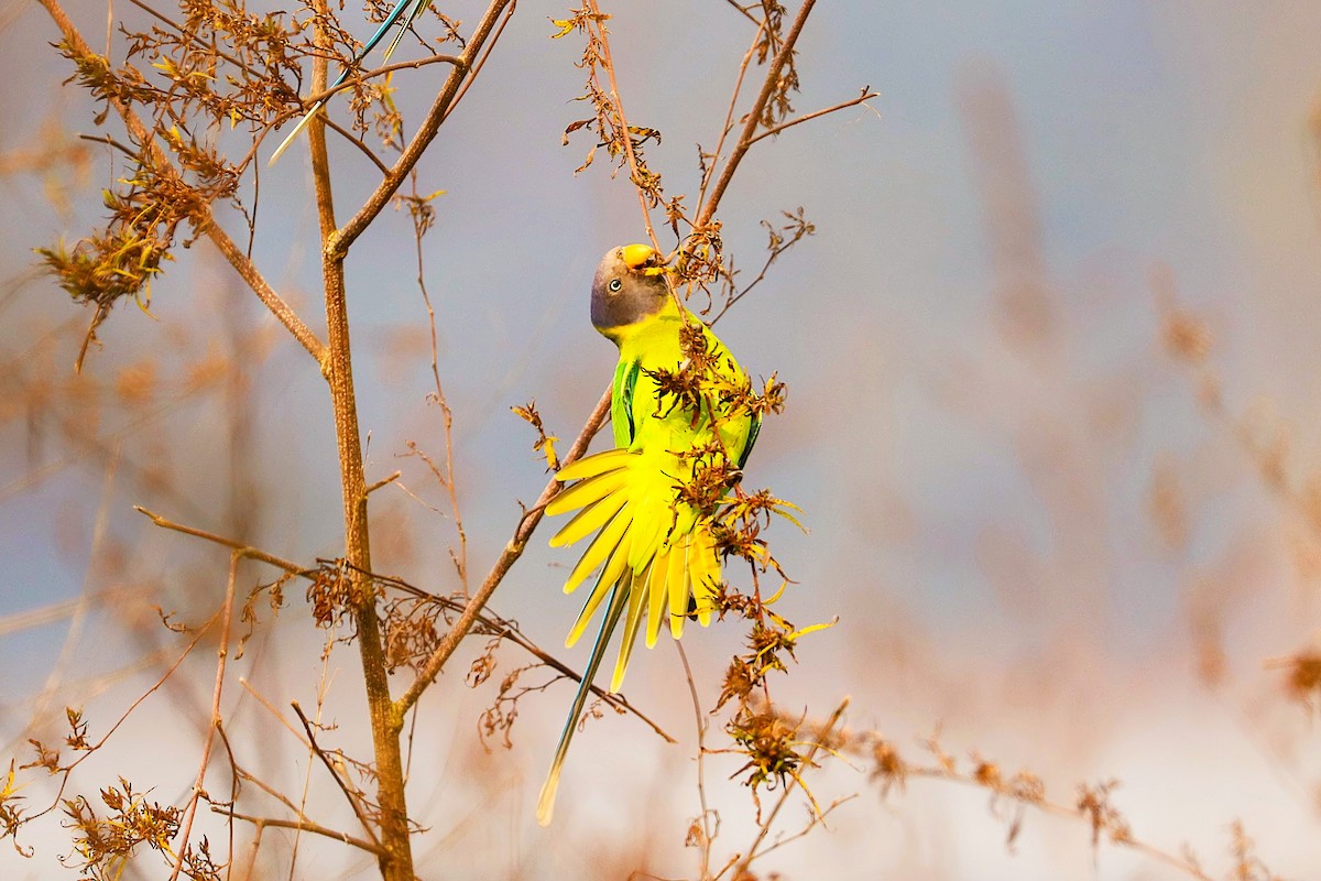 Plum-headed Parakeet - ML641474136