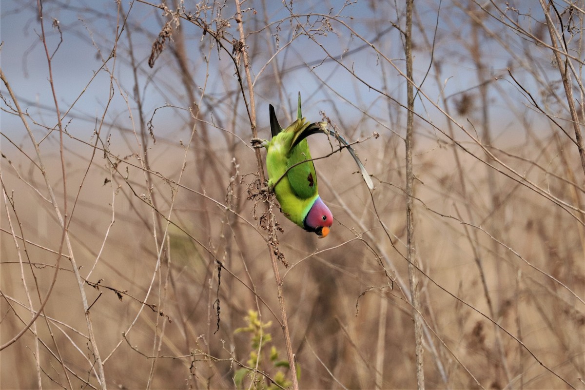 Plum-headed Parakeet - ML641474137