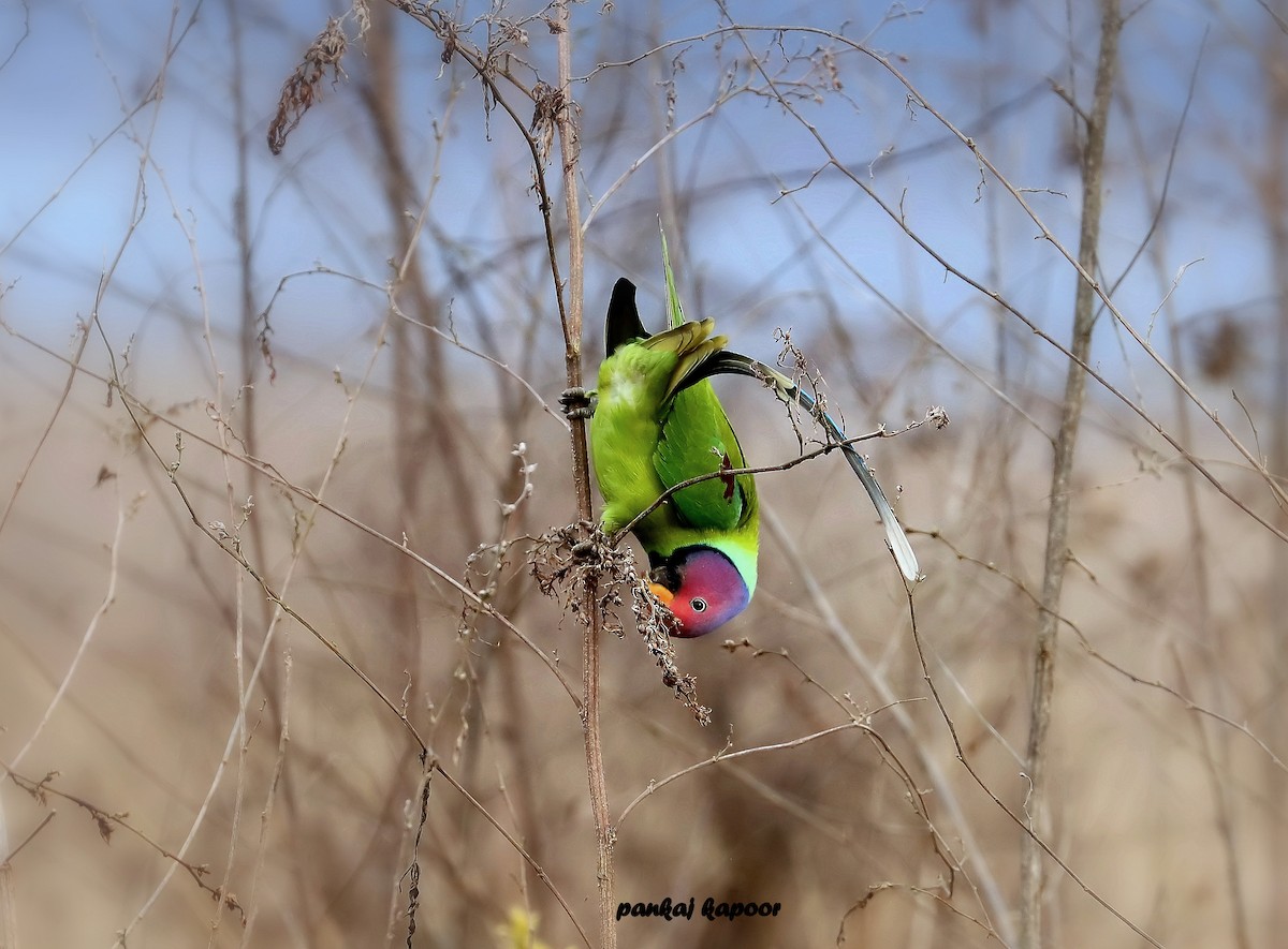 Plum-headed Parakeet - ML641474138