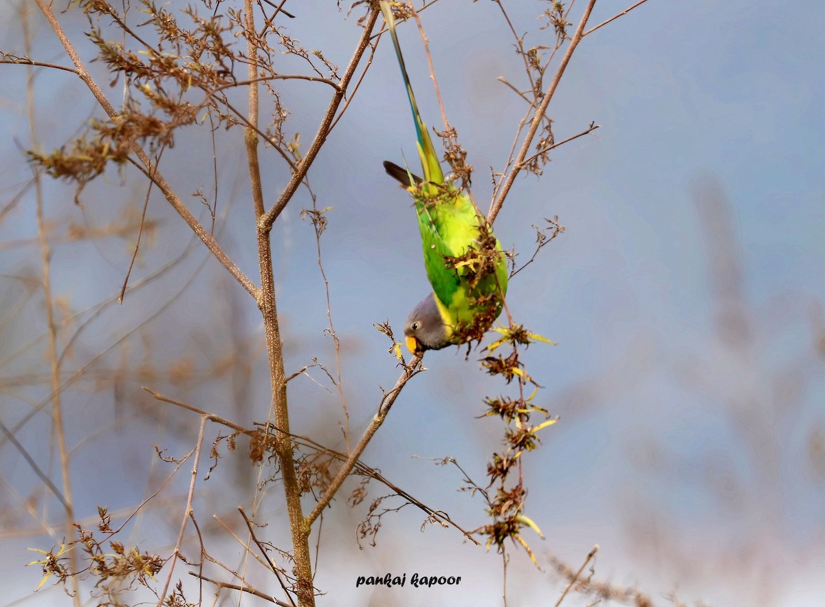Plum-headed Parakeet - ML641474139