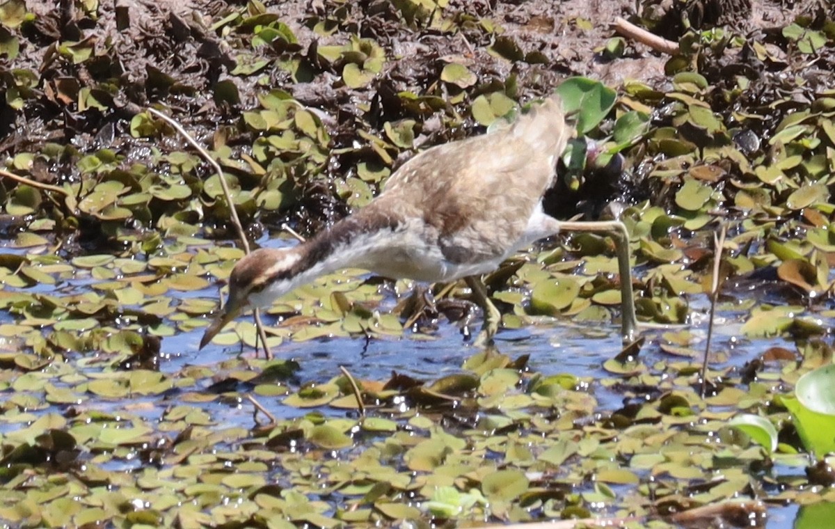Wattled Jacana - ML641474144