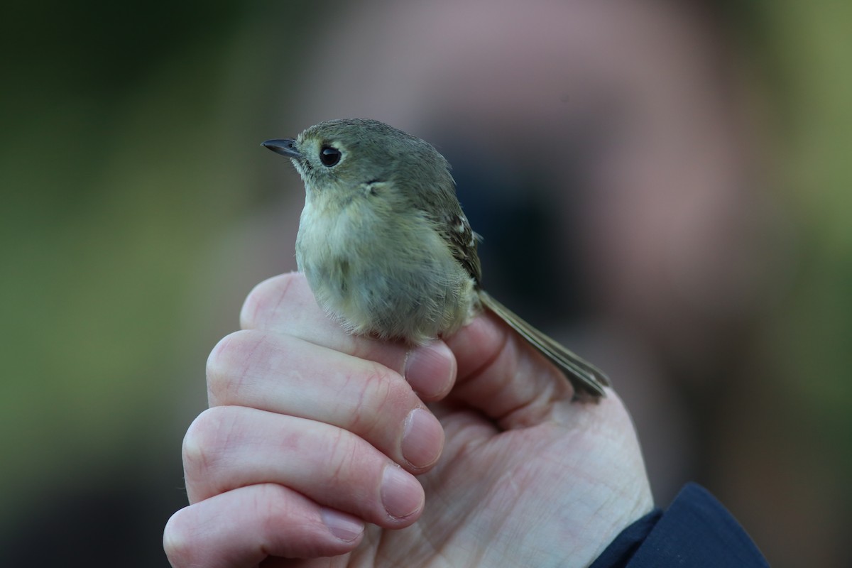 Hutton's Vireo - ML641474145