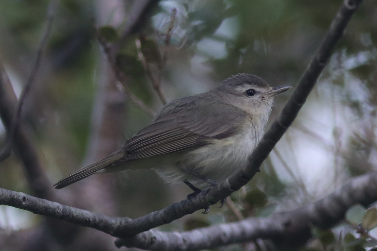 Warbling Vireo - ML641474148