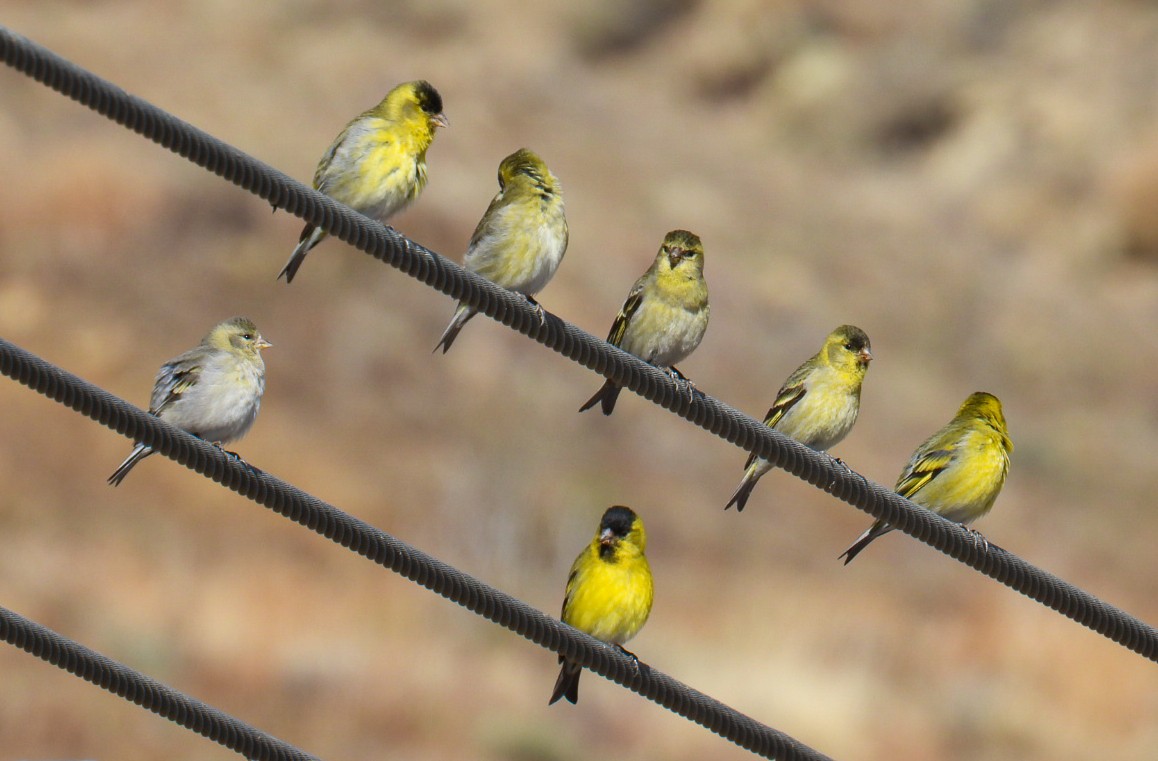 Black-chinned Siskin - ML641474151