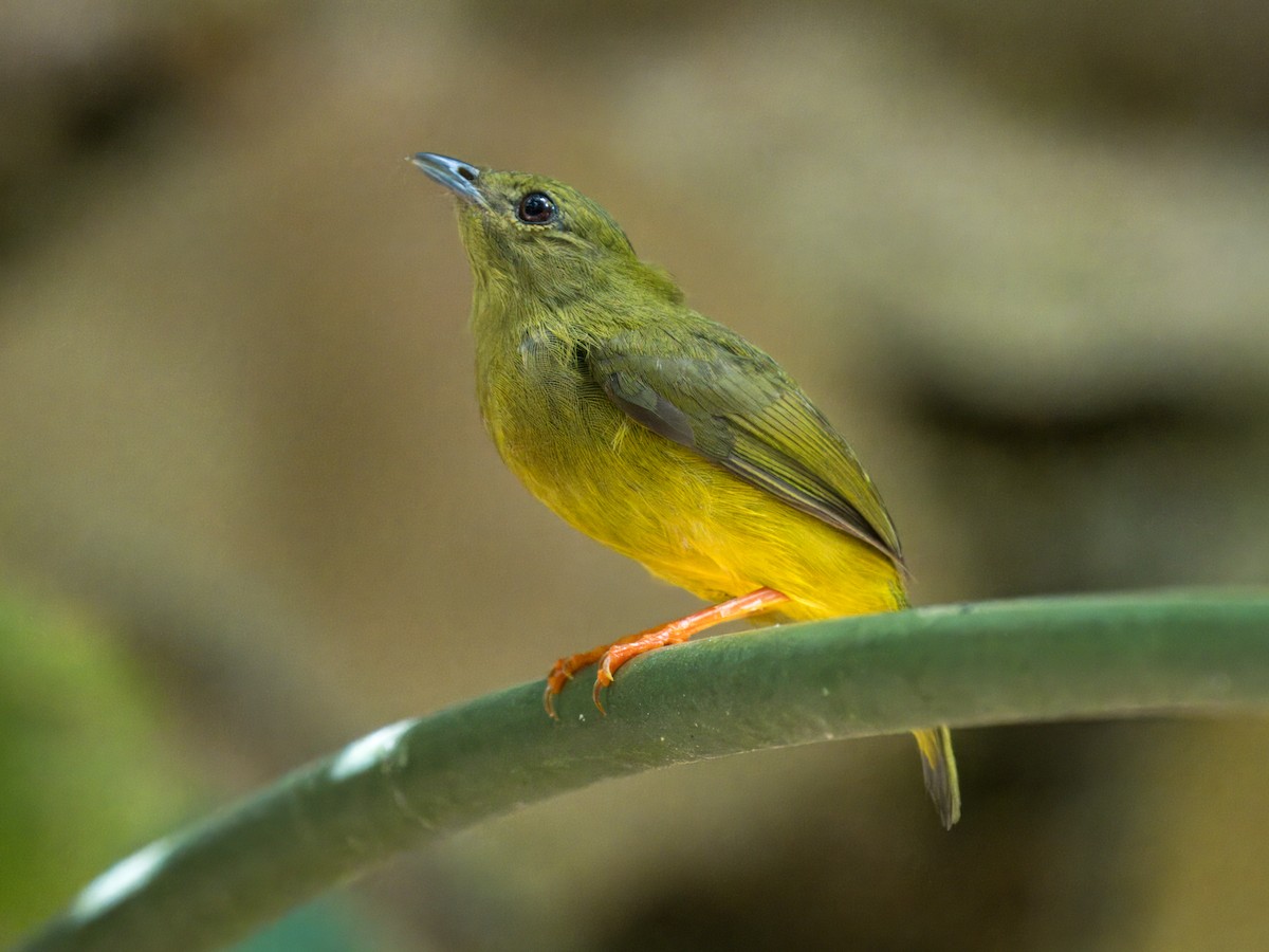 White-collared Manakin - ML641474156