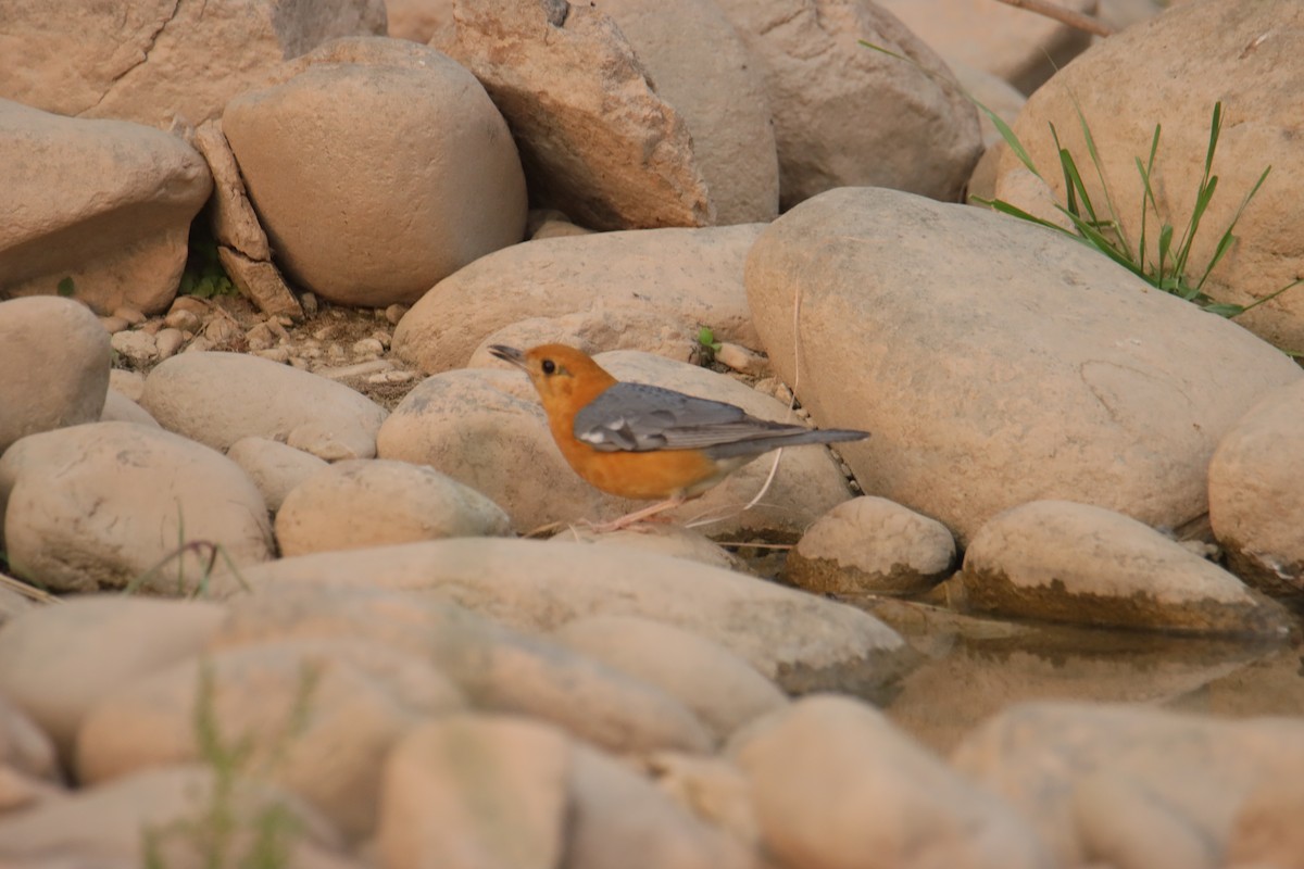 Orange-headed Thrush - ML641474157