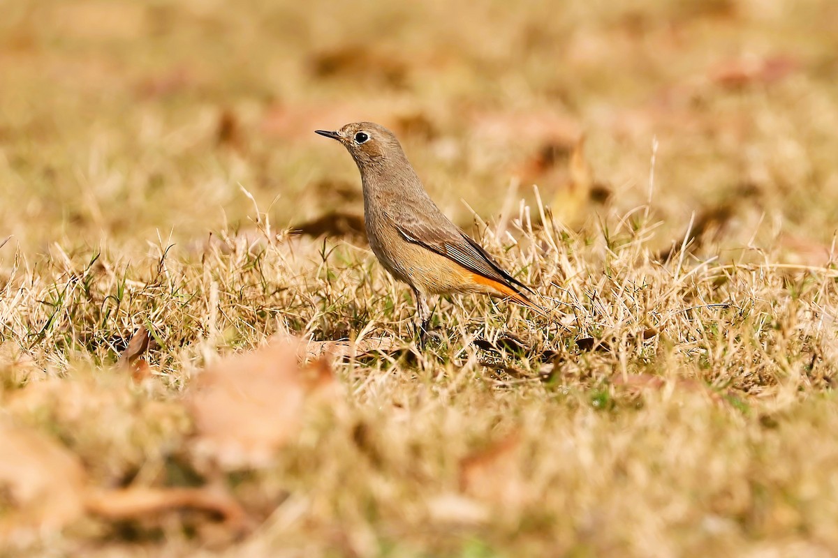 Plumbeous Redstart - ML641474162