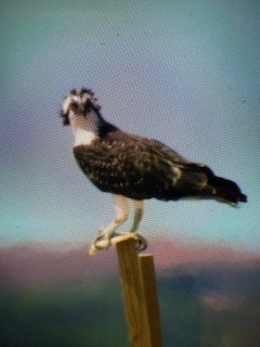 Osprey - ML641474163