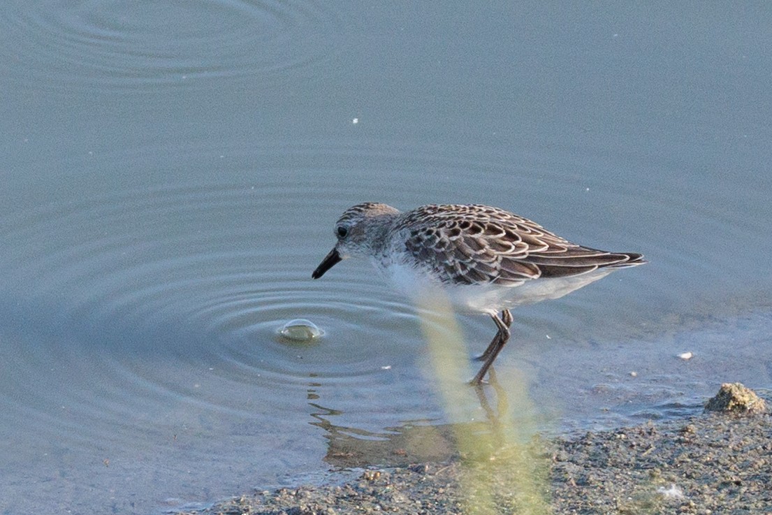 Semipalmated Sandpiper - ML641474165