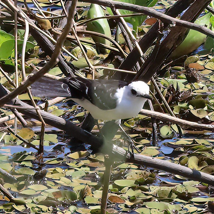 Black-backed Water-Tyrant - ML641474168