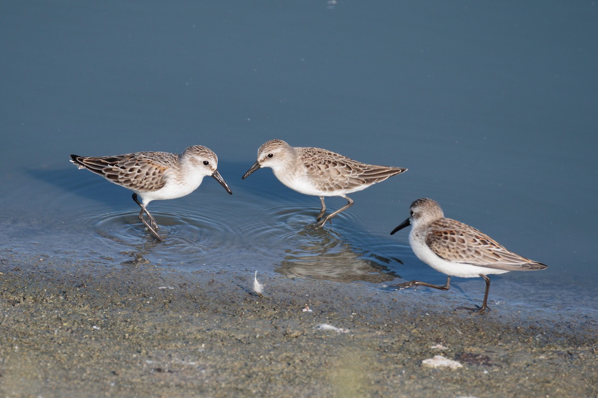 Semipalmated Sandpiper - ML641474171