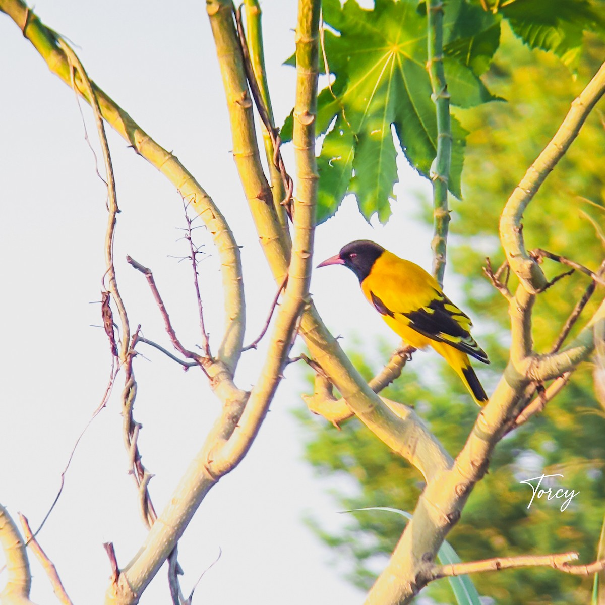 Black-hooded Oriole - ML641474178